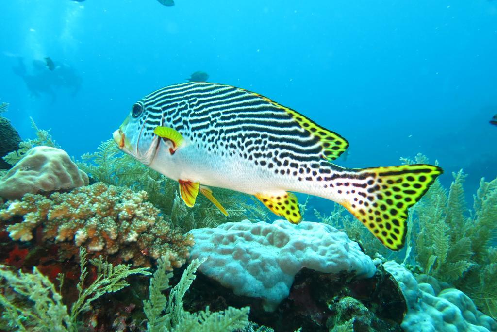Seahua Ha Ha Tulamben Dive Resort Bagian luar foto
