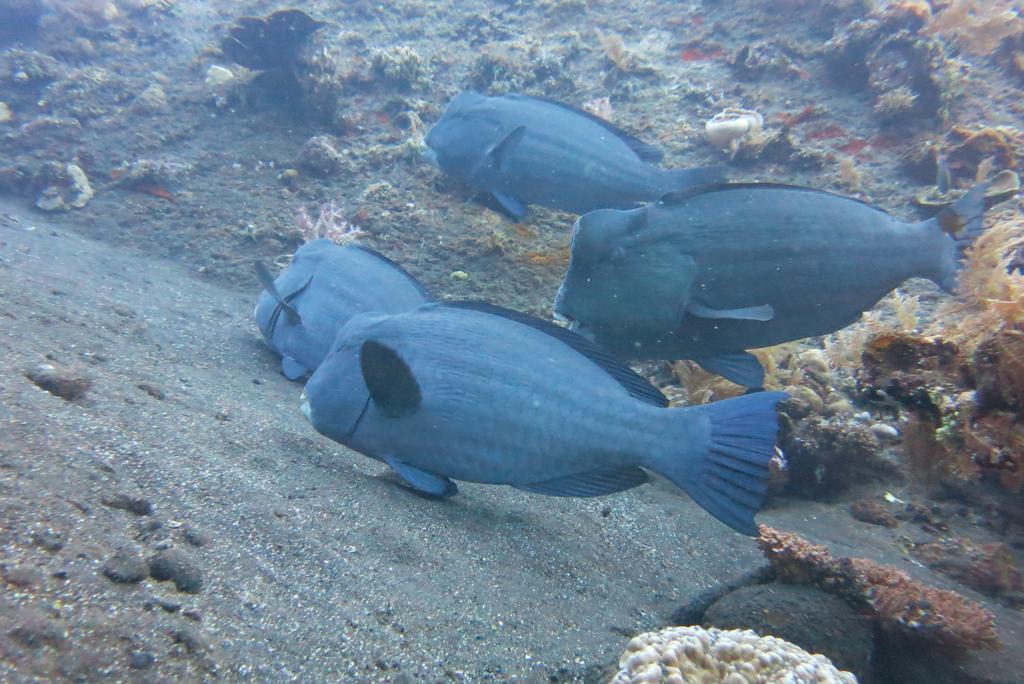 Seahua Ha Ha Tulamben Dive Resort Bagian luar foto